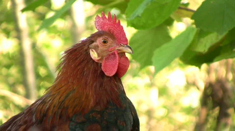 Rooster profile Stock Footage 540245
