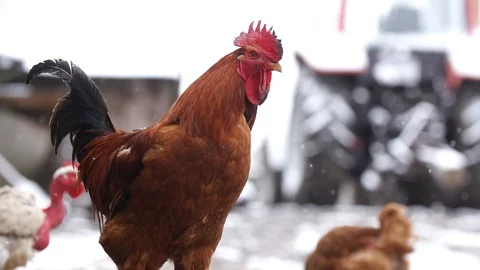 Rooster protecting the yard, falling snow 400 fps slow motion, stockvideo Stock Footage 87859825