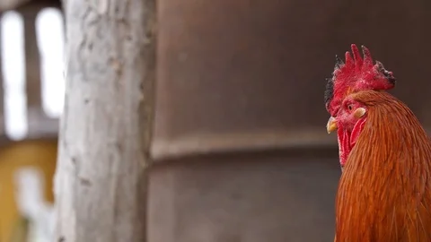Rooster quick head moves, 400 fps slow motion, stock video Stock Footage 87861190