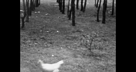 Rooster quickly runs after a hen 動画素材 307494386