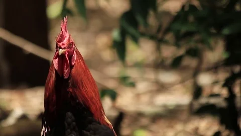 A rooster rears and flaps his wings. Stock Footage