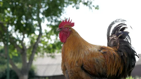 Rooster with a red cock-a-doodle-doo. Morning in the village. Stock Footage 112866338