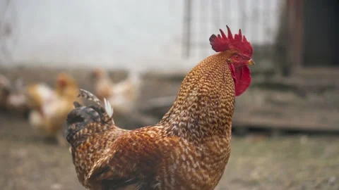 Rooster with a red comb close-up. Bird walking on the farm, agriculture Stock Footage 197684264