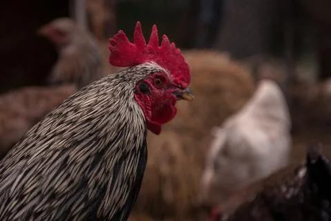 Rooster with a red comb close-up in the hen house in the village. Poultry farm Stock Photos