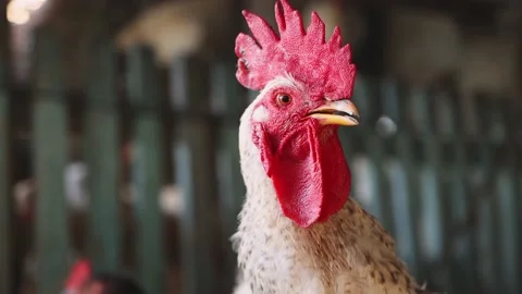 A rooster with a red comb in close-up looks around. Poultry on the farm. Stock Footage 157309751