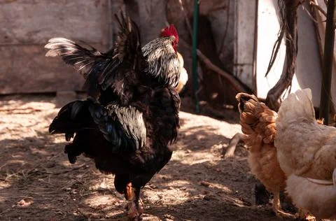 A rooster with a red comb spread its wings. Chicken farm in the countryside. Stock Photos