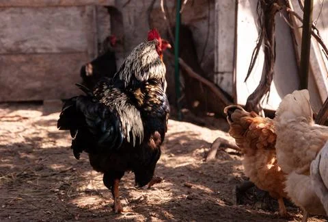 Rooster with red comb spread its wings. Chickens eat grain. Chicken farm in the Stock Photos