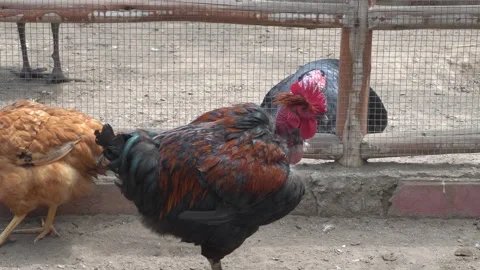 A rooster with a red crest and a black body with black stripes in the Huachipa Stock Footage 158260985