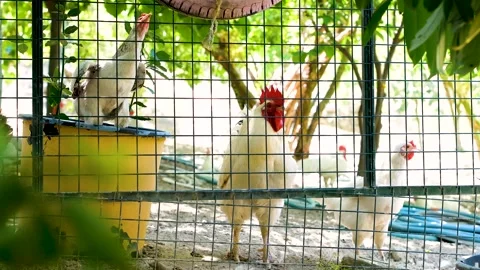 A rooster with a red crest and white feathers in a organic garden Stock Footage 254493144