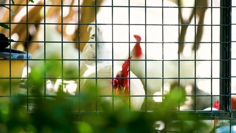 A rooster with a red crest behind a net in a garden. Stock Footage 254492726