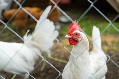 A rooster with a red crest on its head and white plumage eats grains behind a Foto stock