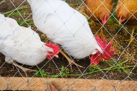 A rooster with a red crest on its head and white plumage eats grains behind a Stock Photos