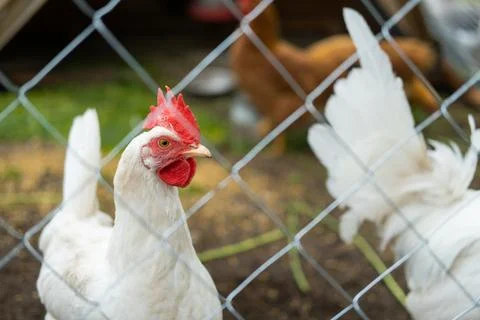 A rooster with a red crest on its head and white plumage eats grains behind a Stock Photos