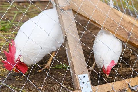 A rooster with a red crest on its head and white plumage eats grains behind a Stock Photos