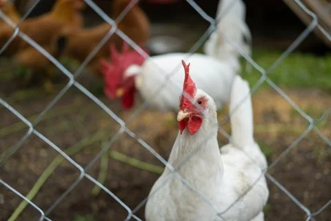 A rooster with a red crest on its head and white plumage eats grains behind a Stock Photos