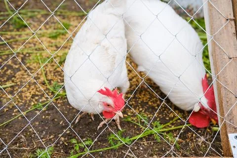 A rooster with a red crest on its head and white plumage eats grains behind a Stock Photos