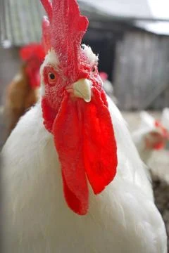Rooster with a red crest looking straight Stock Photos