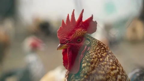 Rooster with a red crest, shooting close up. Poultry on the farm, agriculture 스톡 동영상 195540750