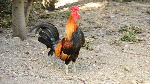 Rooster with red crest singing, cockcrow Stock Footage 65783609