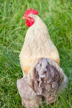 Rooster with red crown Stock Photos