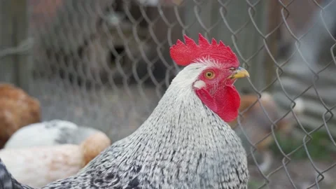 Rooster with red head look through metal mesh fence at bird ranch in village Stock Footage 155655475