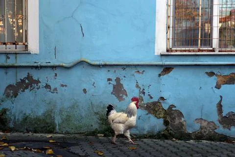 Rooster with red head walks by a rustic blue wall Stock Photos