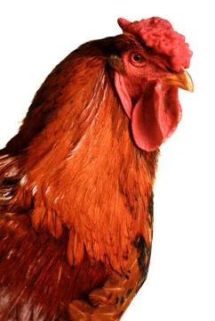 Rooster red Stock Photos