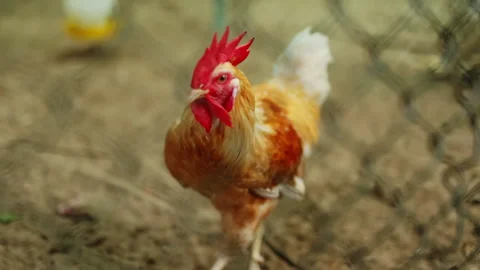 Rooster with a red scallop Stock Footage 242108562