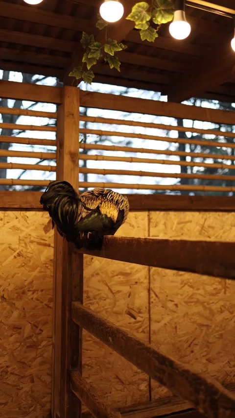 Rooster resting on fence Stock Footage 331023665