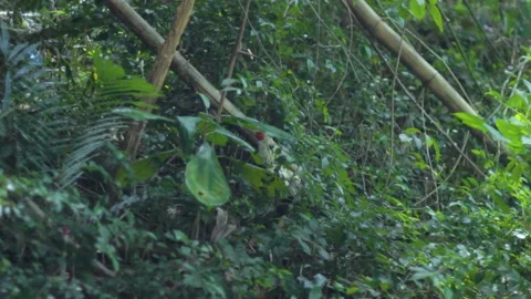 Rooster resting in the forest Stock Footage 234849287