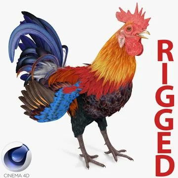 Rooster Rigged for Cinema 4D 3D Model