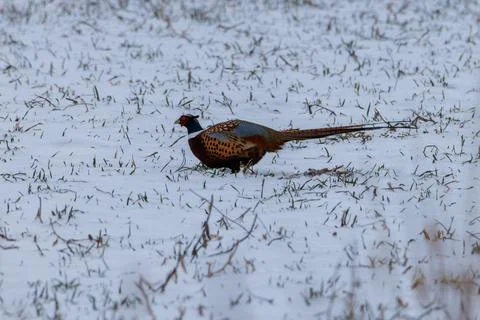 Rooster Ring-necked Pheasant during winter on a snow Stock Photos