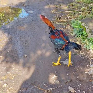 Rooster roaming around in the yard Stock Photos