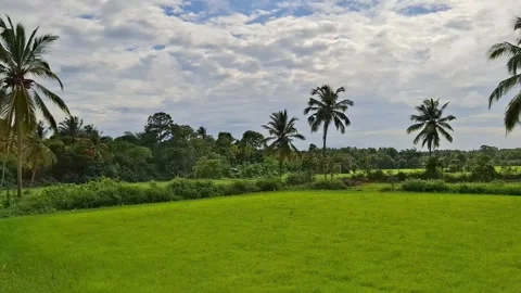 Rooster roaming by coconut woods in wild jungle clip Video stock 338984666