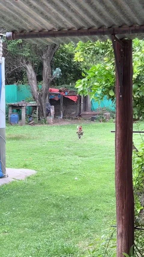 Rooster Romps Across Yard When Called, Villa de Soto, Cordoba, Argentina Stock Footage 313677164