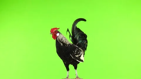 Rooster rotate on green screen Vidéo 99442097