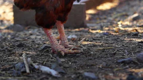Rooster in the run Stock Footage 53788109