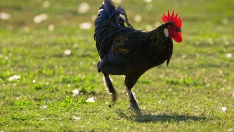 Rooster running across pasture at sunset Stock-Footage 104457575