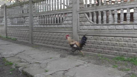 Rooster is running Stock Footage 273607256
