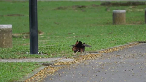 Rooster is running  Stock Footage 300761901