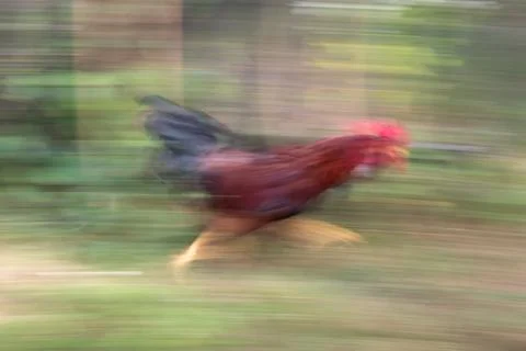 Rooster running Stock Photos
