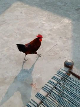 Rooster Running Stock Photos