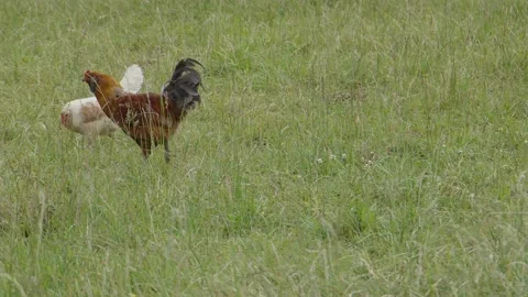 Rooster runs after chicken Stock Footage 198069920