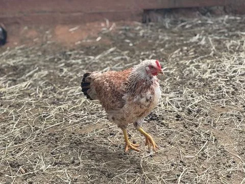 Rooster in a rural setting Stock Photos