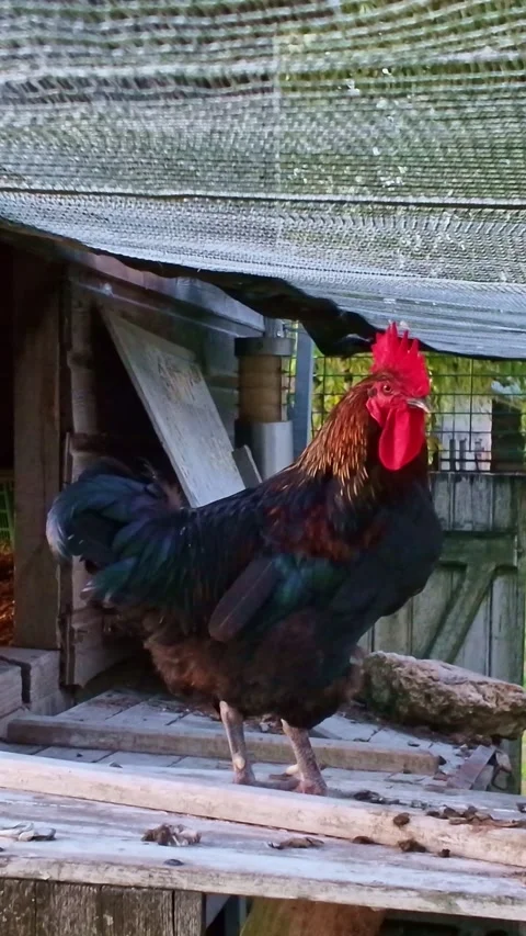 Rooster on rustic farm coop. Close-up, vertical format Stock Footage 318066008
