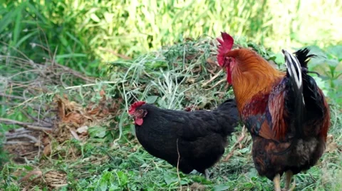 Rooster scratched Stock Footage 52111253