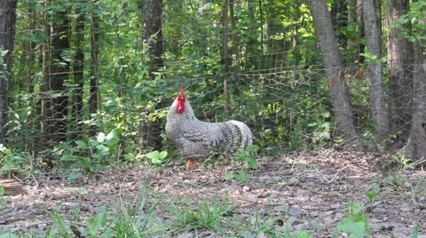 Rooster scratches with his beak Stock Footage 6798619