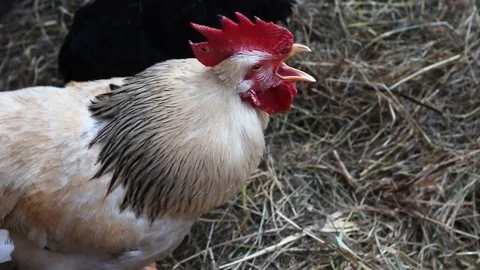 Rooster screams and itchs Stock Footage 119840033