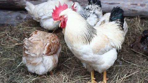Rooster screams on the farm Stock Footage 119840029