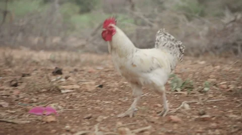 Rooster searching for food 動画素材 59796736
